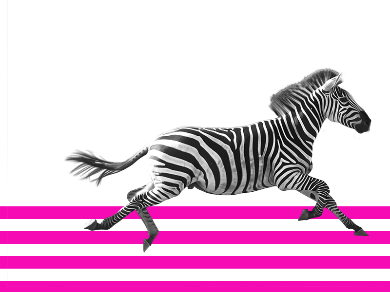 Zebra