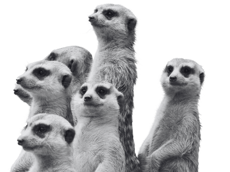 Family of meerkats