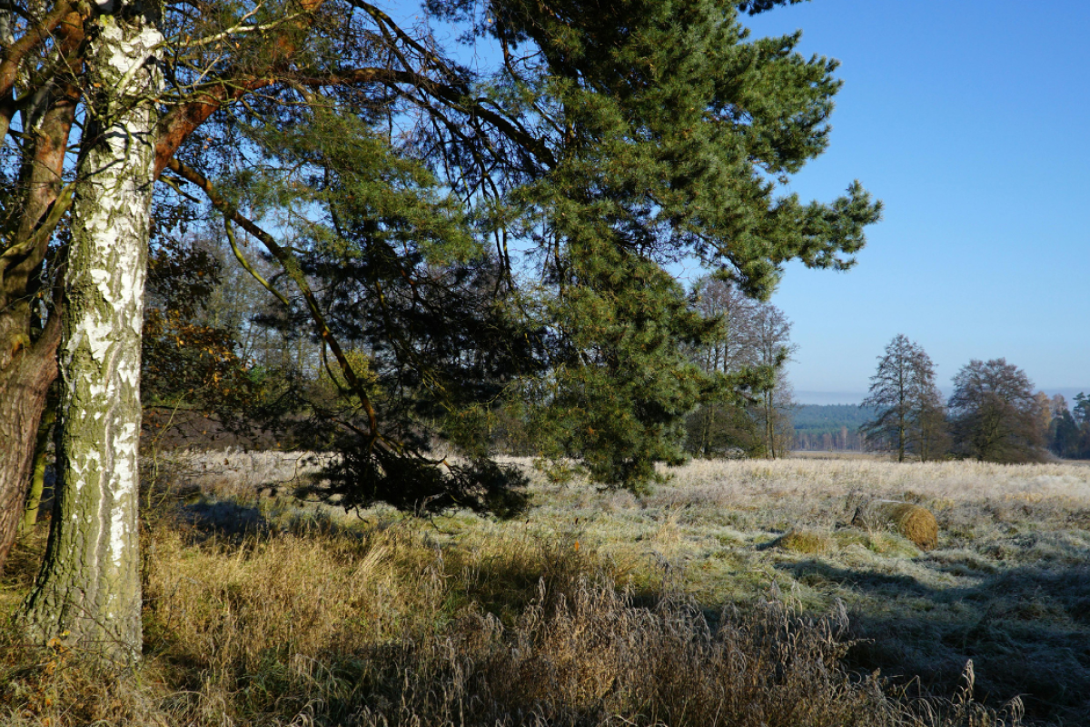 Photo by Roman Biernacki: source: pexels.com