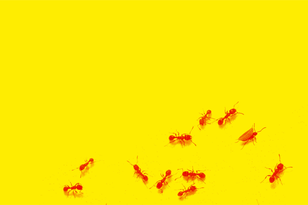 Chris MacRae: review