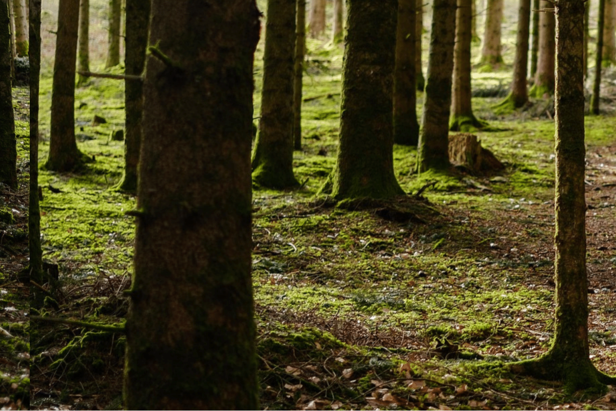 Image by u_jen0vhv5i3 from Pixabay