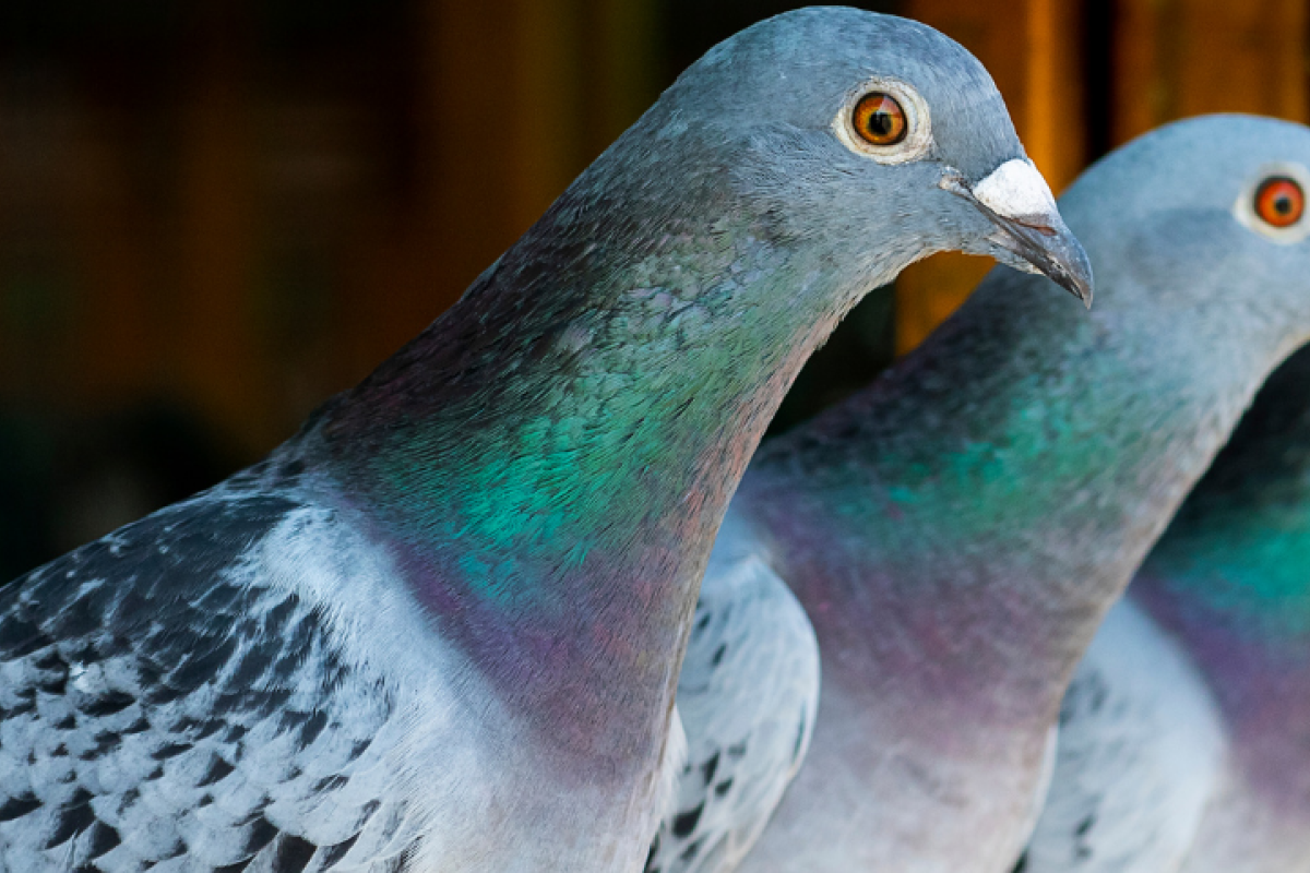 suriya silsaksom from Getty Images via Canva