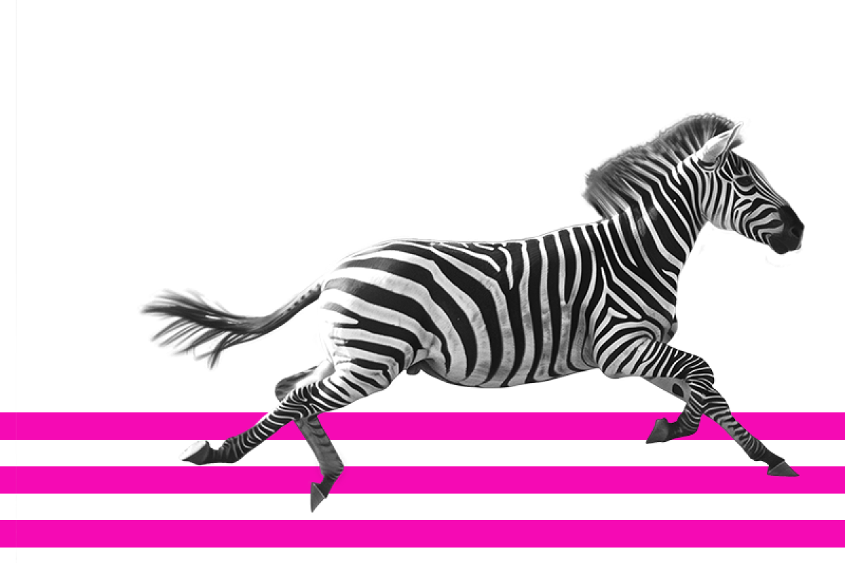 Zebra running